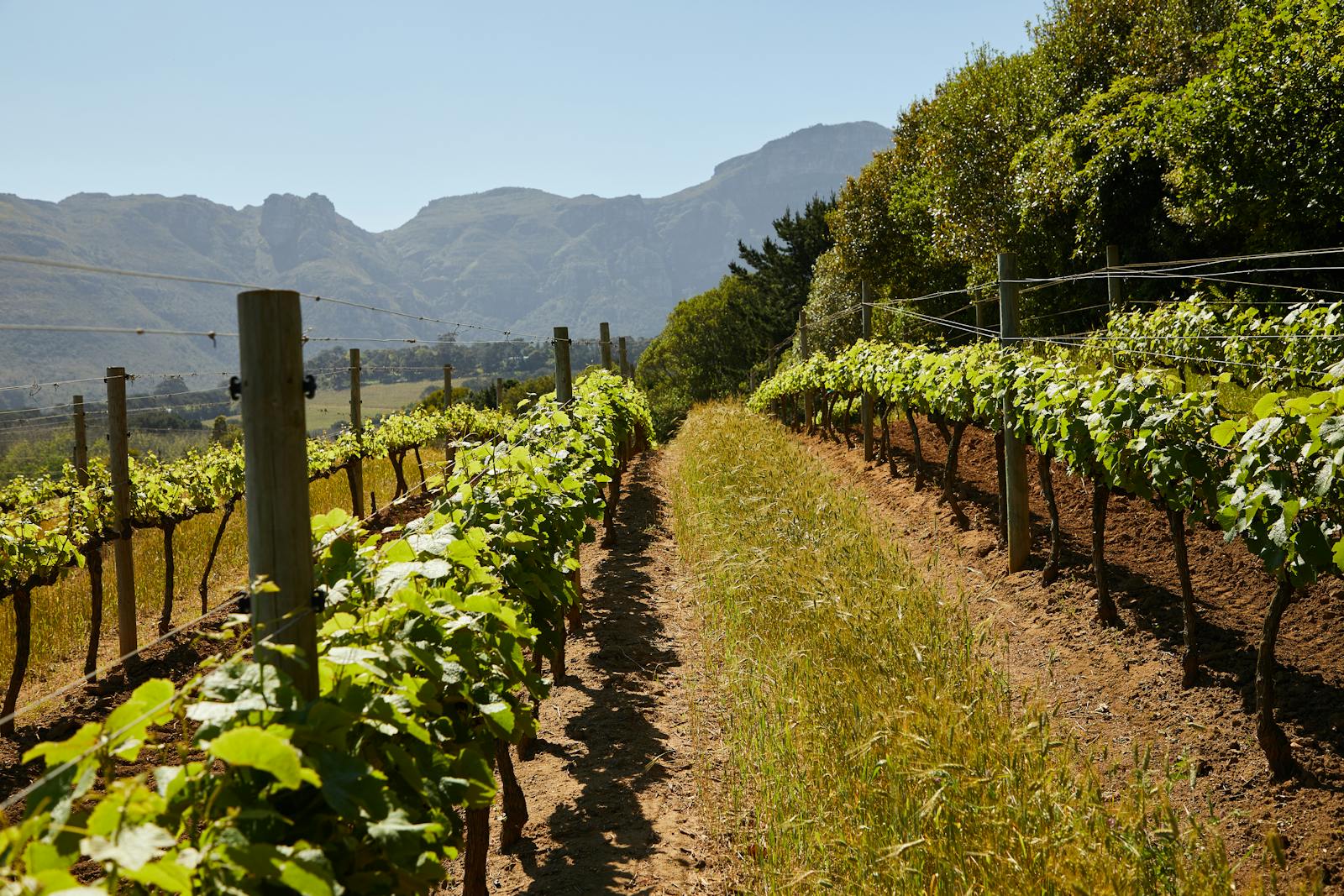 Vermora vines in golden-hour light — low-trained Malbec on the lower terrace with the Andes behind.