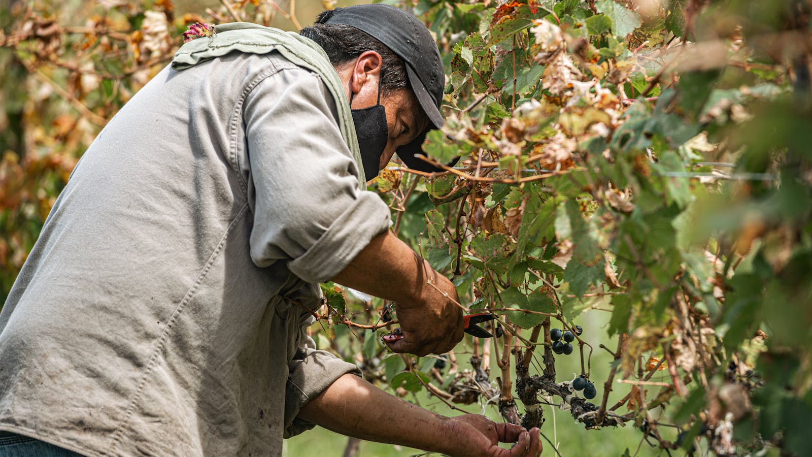 Workers in linen and straw hats picking Malbec at first light, the Andes faintly violet in the distance.
